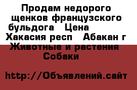 Продам недорого щенков французского бульдога › Цена ­ 8 000 - Хакасия респ., Абакан г. Животные и растения » Собаки   
